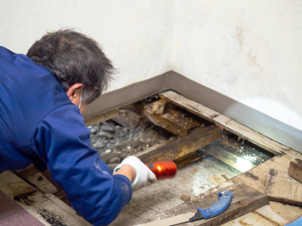 Best Toxic Mold Removal  in Bethlehem, NC