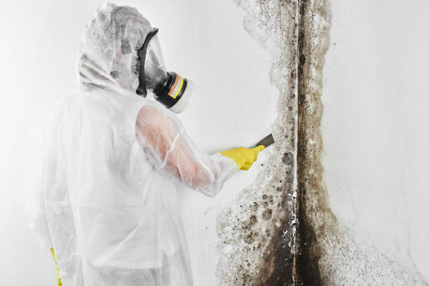 Best Attic Mold Removal  in Bethlehem, NC