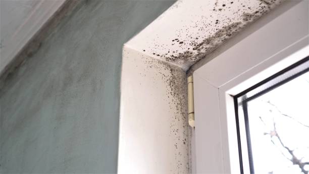 Best Local Mold Removal Service  in Bethlehem, NC