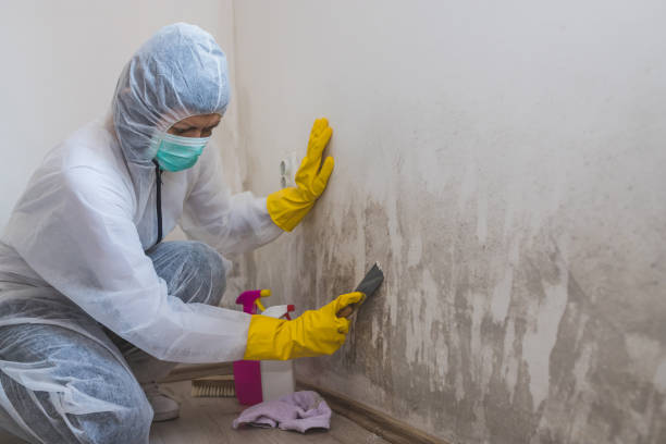Trusted Bethlehem, NC Mold Removal Experts