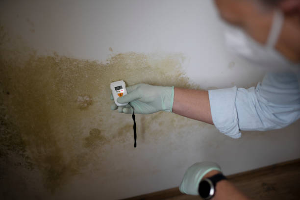 Best Same-Day Mold Removal  in Bethlehem, NC