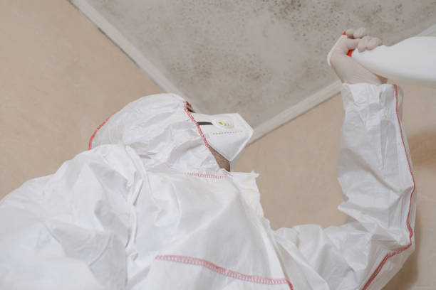Best Same-Day Mold Removal  in Bethlehem, NC