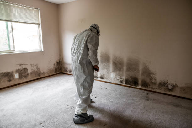 Mold Testing and Removal in Bethlehem, NC