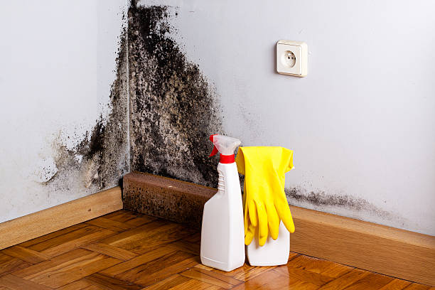 Best Mold Cleaning Services  in Bethlehem, NC