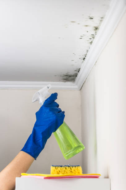 Best Residential Mold Removal  in Bethlehem, NC